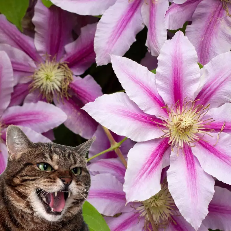 Cat hisses at Virgin’s Bower