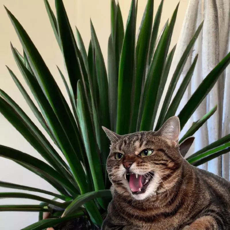 Cat hissing at yucca plant