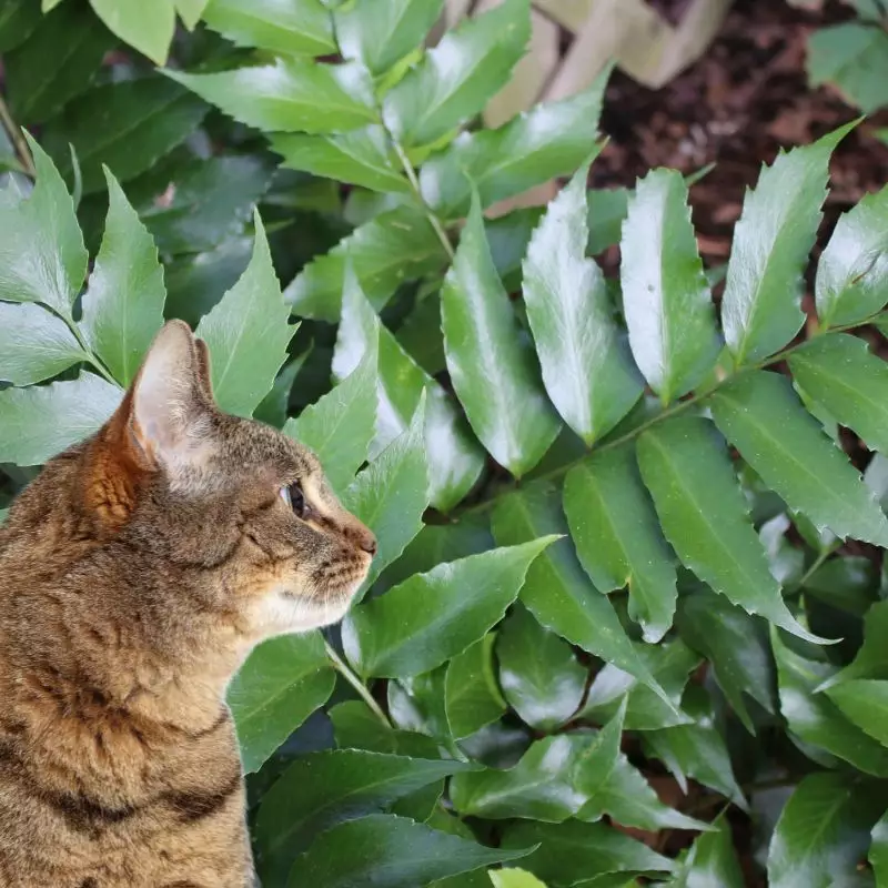 Cat looks at Aspidium Falcatum