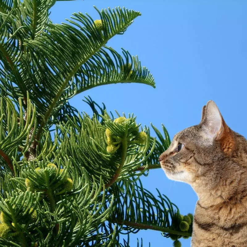 Cat looks at Australian Pine
