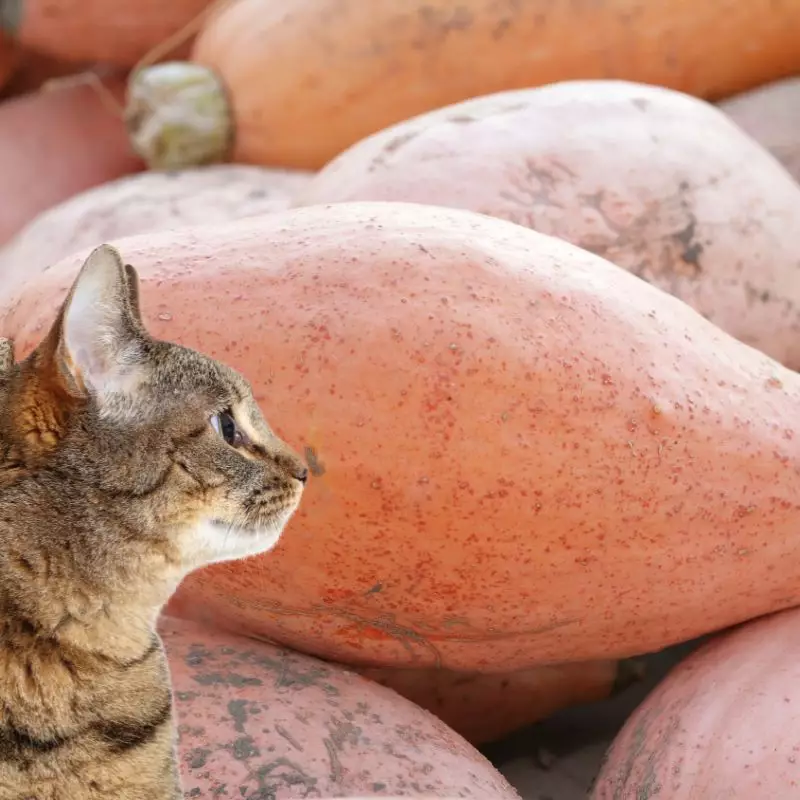 Cat looks at Banana Squash