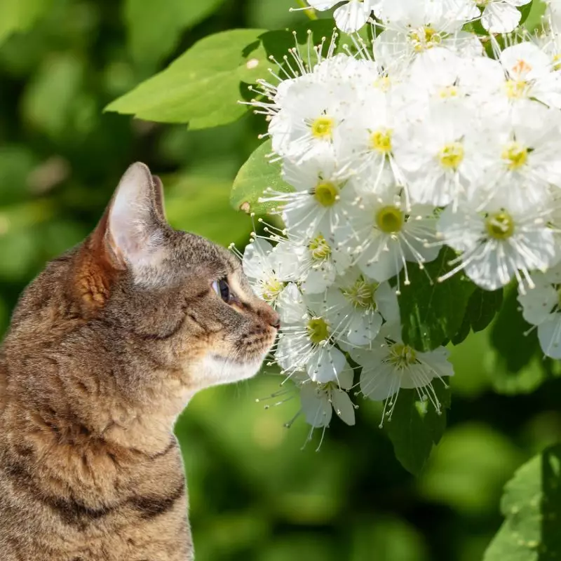 Cat looks at Black Haw