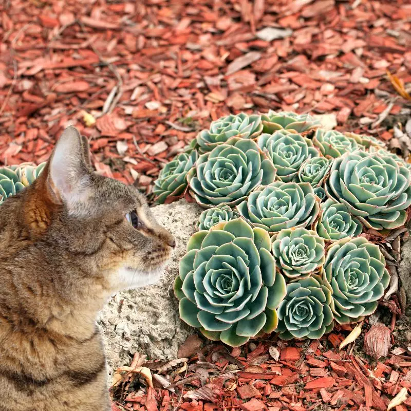 Cat looks at Blue Echeveria