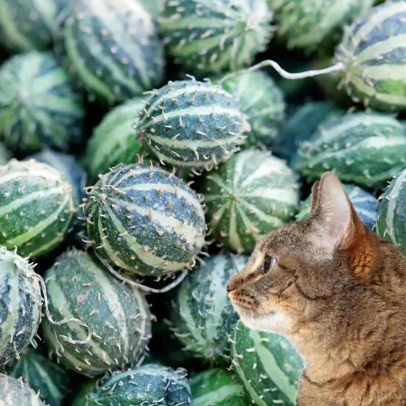 Cat looks at Bur gourd