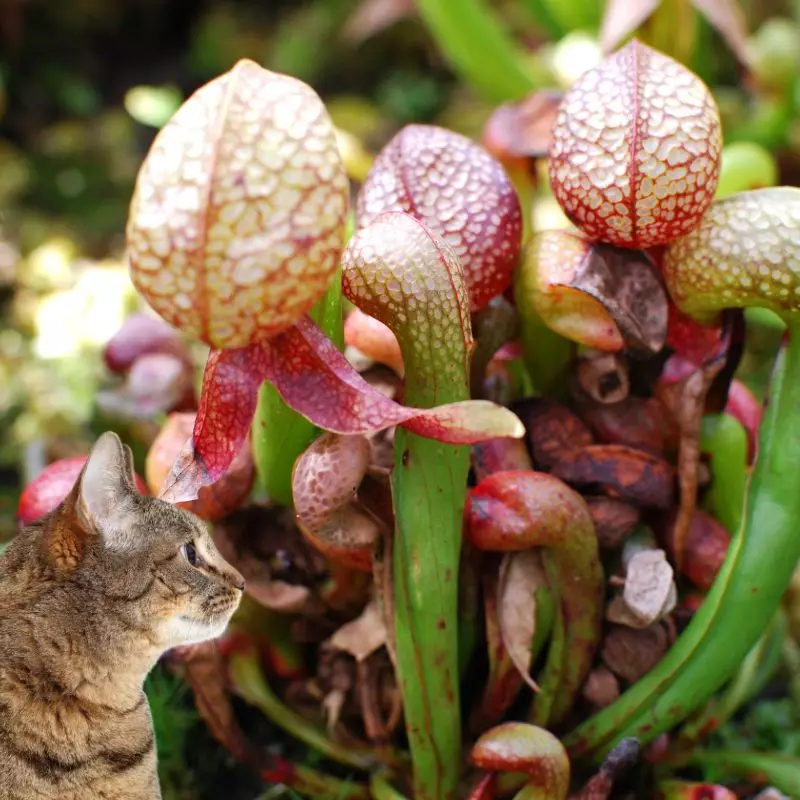 Cat looks at California Pitcher Plant