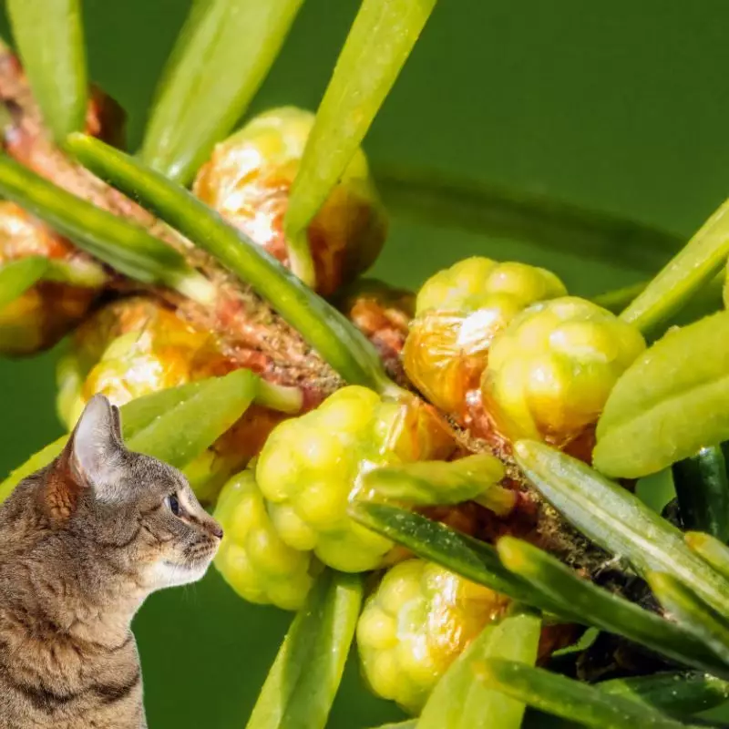 Cat looks at Canada hemlock