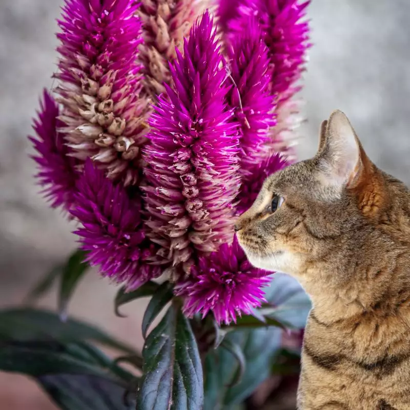 Cat looks at Celosia Spicata