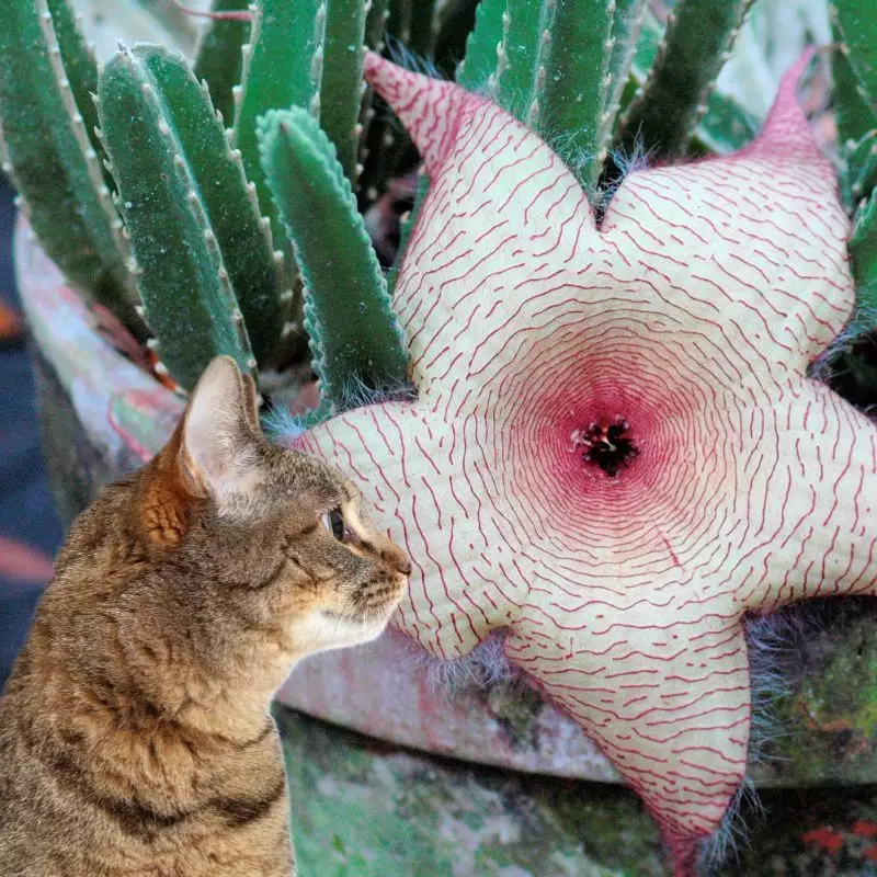 Cat looks at Hairy Toad Plant