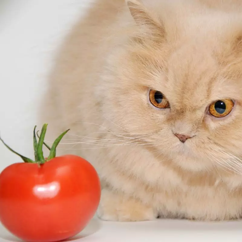 Cat looks at Tomato