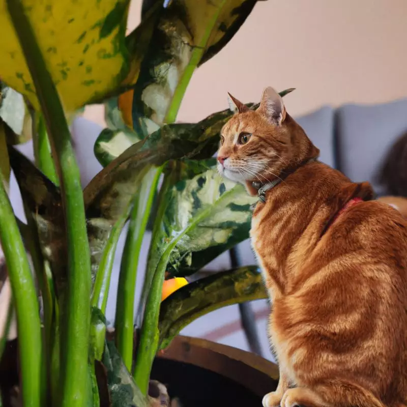 Cat looks at Variable Dieffenbachia