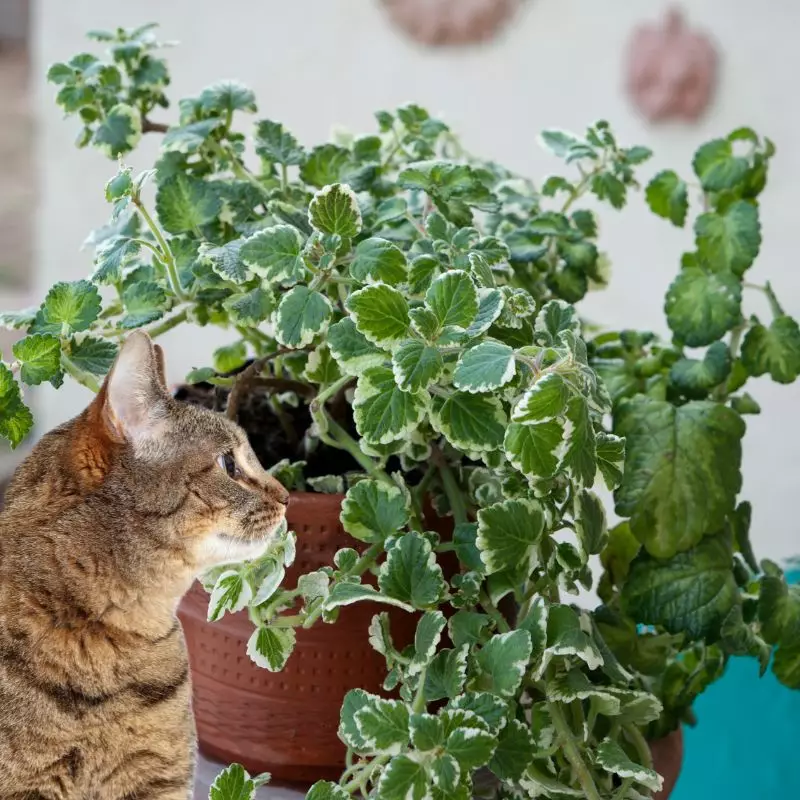 Cat looks at a Candle Plant