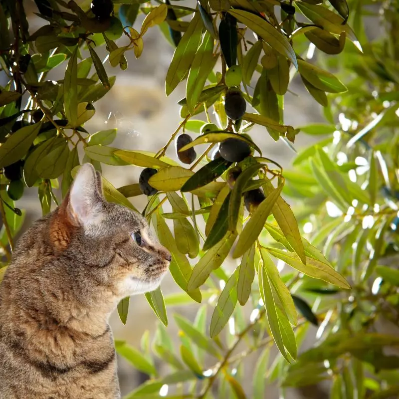 Cat looks at autumn olive