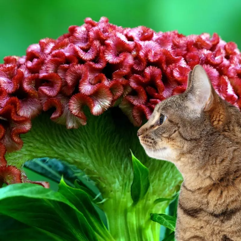 Cat near Celosia Globosa