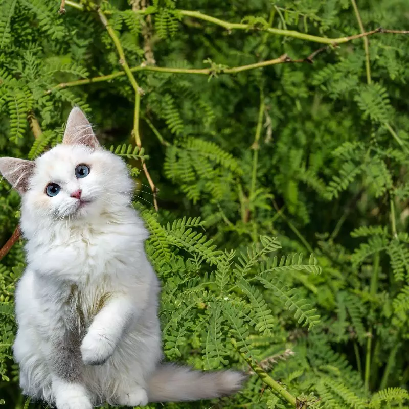 Cat sits near Algaroba