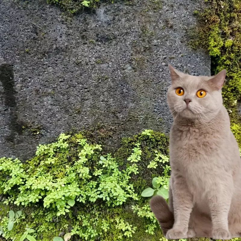 Cat sits near Artillery Plant