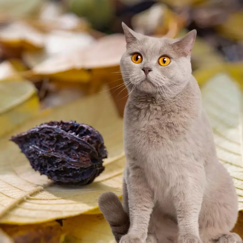 Cat sits near Bitternut