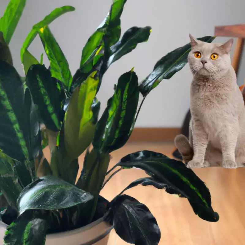 Cat sits near Caeroba