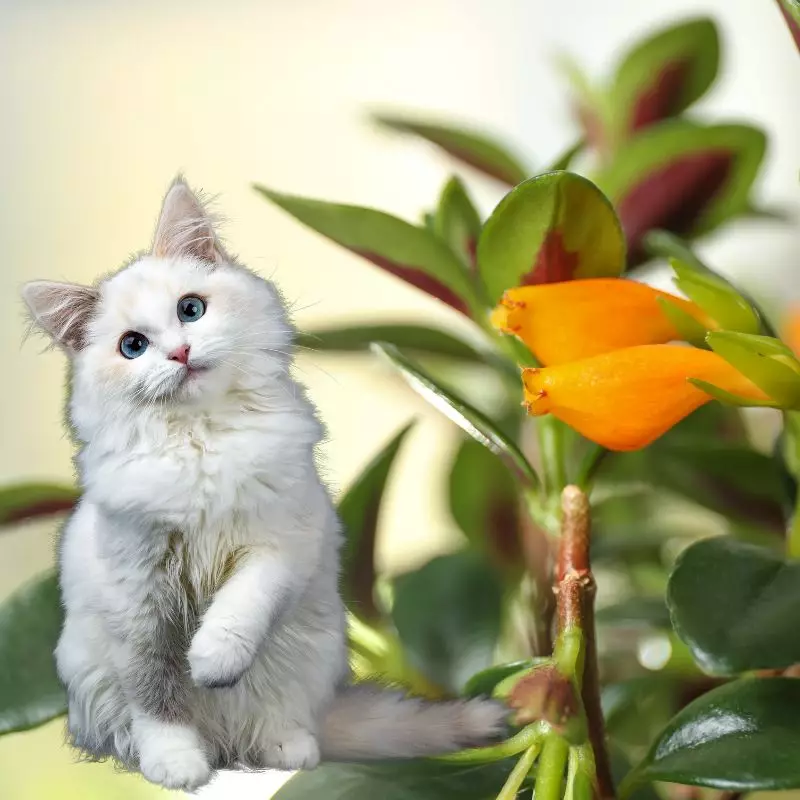 Cat sits near Candycorn Plant