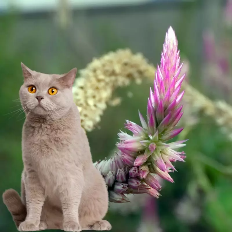 Cat sits near Celosia Spicata