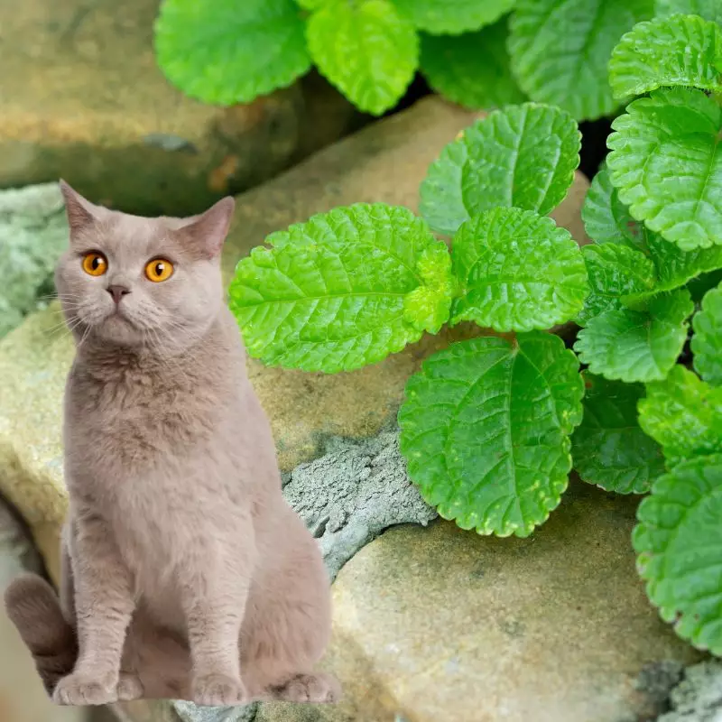 Cat sits near Chocolate Soldier