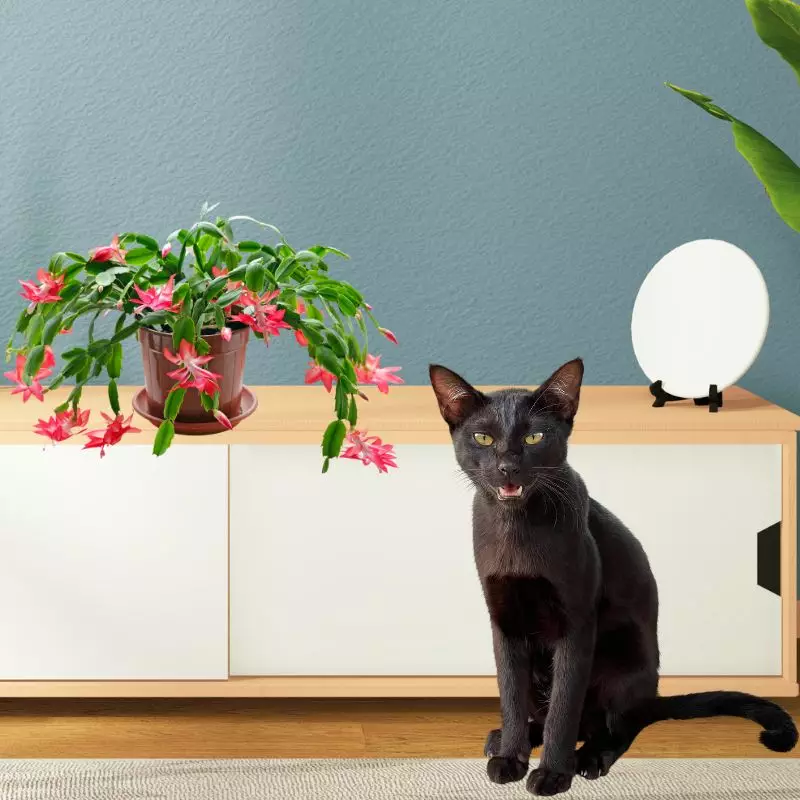 Cat sits near Christmas Cactus