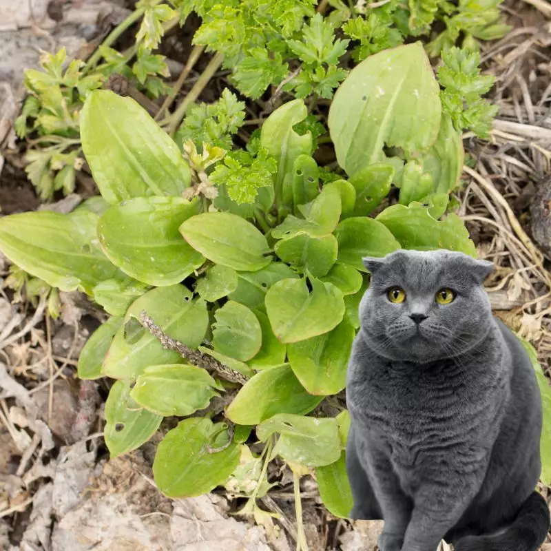 Cat sits near Sorrel