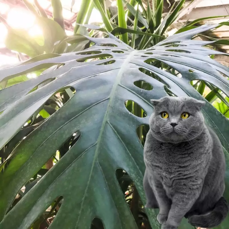 Cat sits near Split Leaf Philodendron