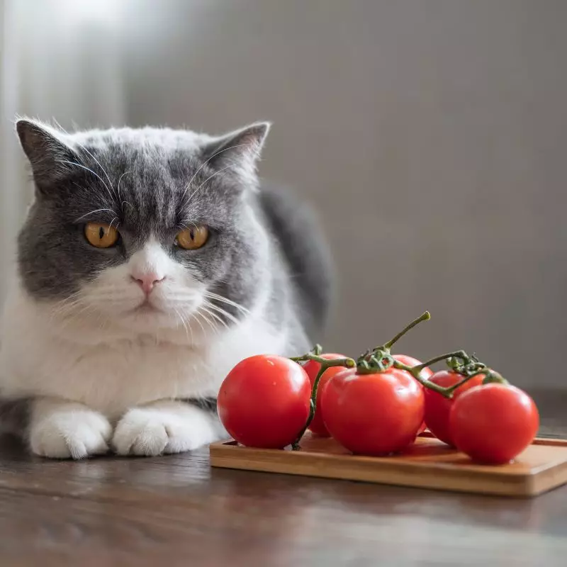 Cat sits near Tomato