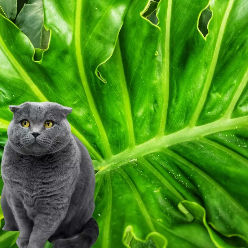 Cat sits near Tree Philodendron