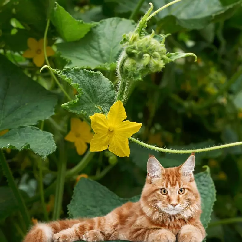 Cat sits near bur gourd