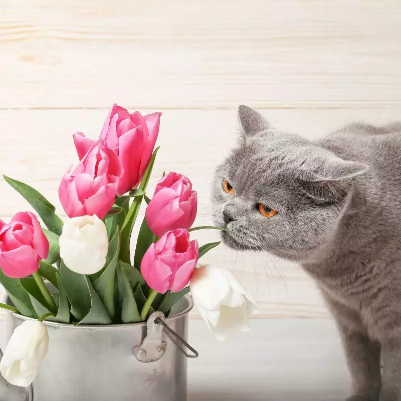 Cat tries to sniff tulips