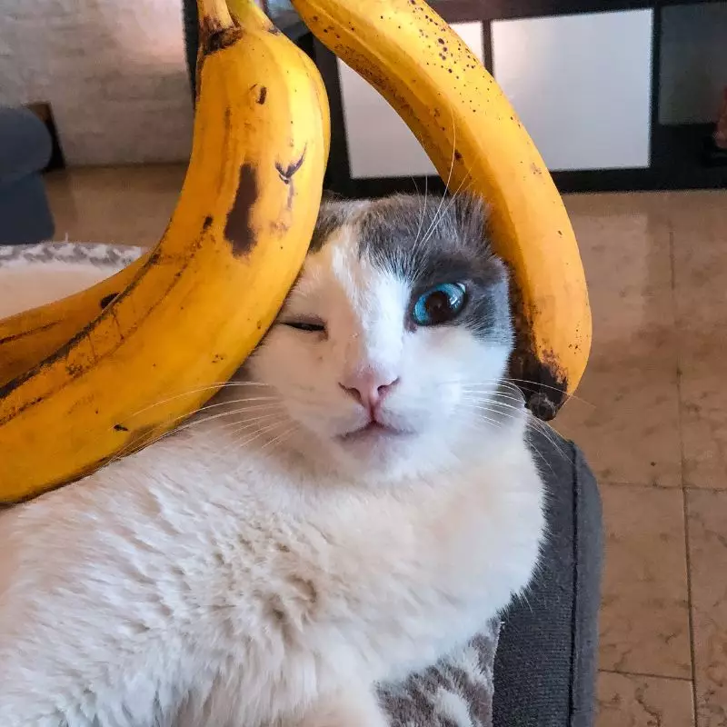 Cat with a banana