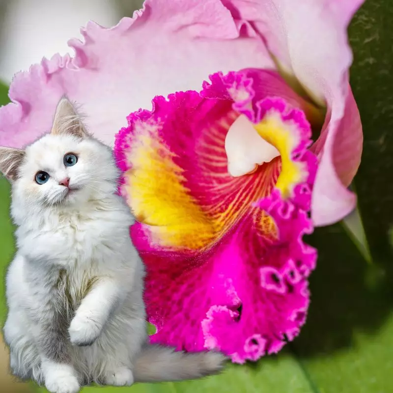 Cattleya Labiata and cat nearby