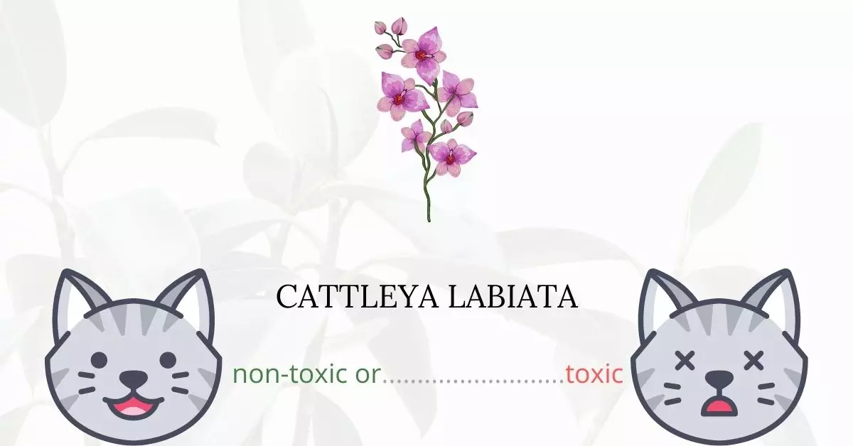 Is Cattleya Labiata Toxic For Cats