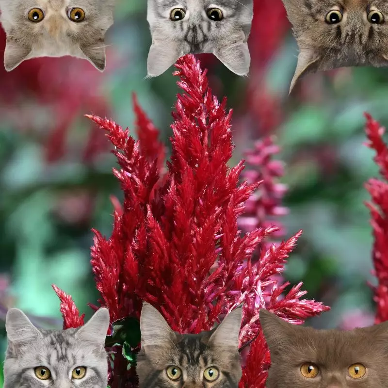 Celosia Globosa and cats