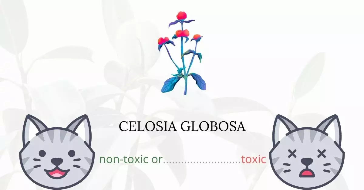 Is Celosia Globosa Toxic For Cats