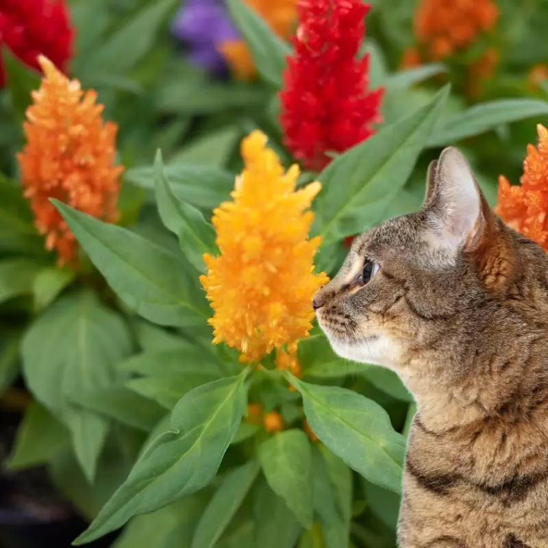 Celosia Plumosa and a cat nearby