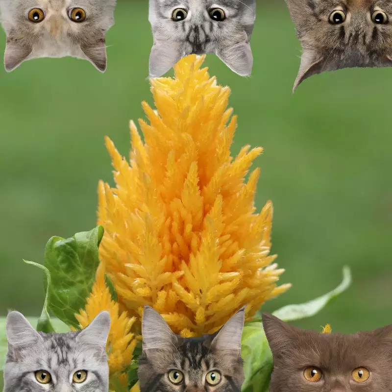 Celosia Plumosa and cats
