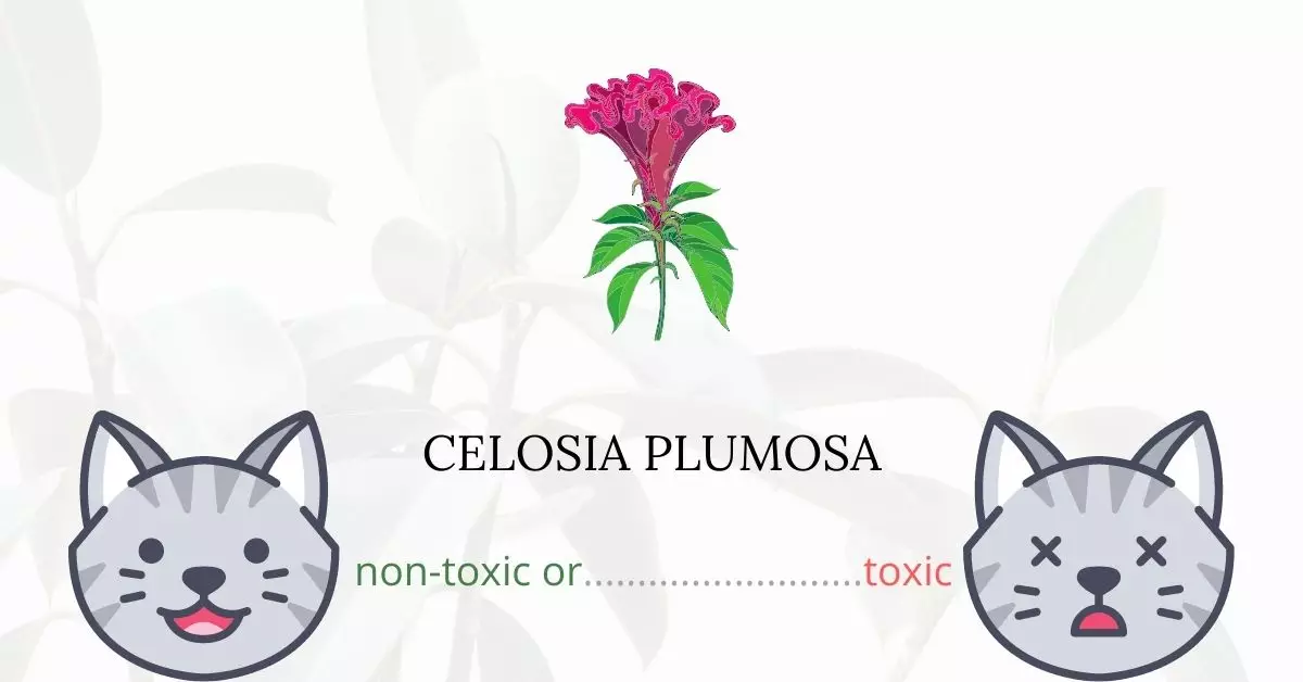 Is Celosia Plumosa Toxic For Cats