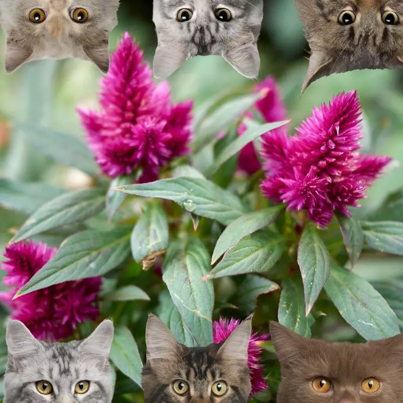 Celosia Spicata and cats