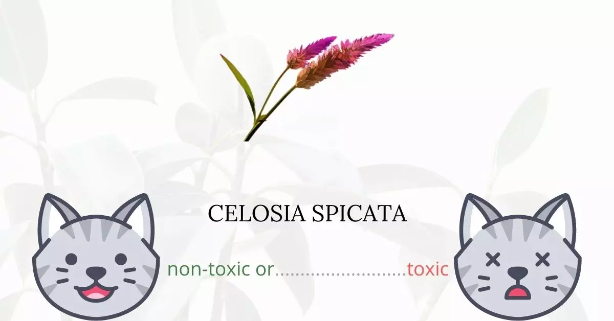 Is Celosia Spicata Toxic For Cats