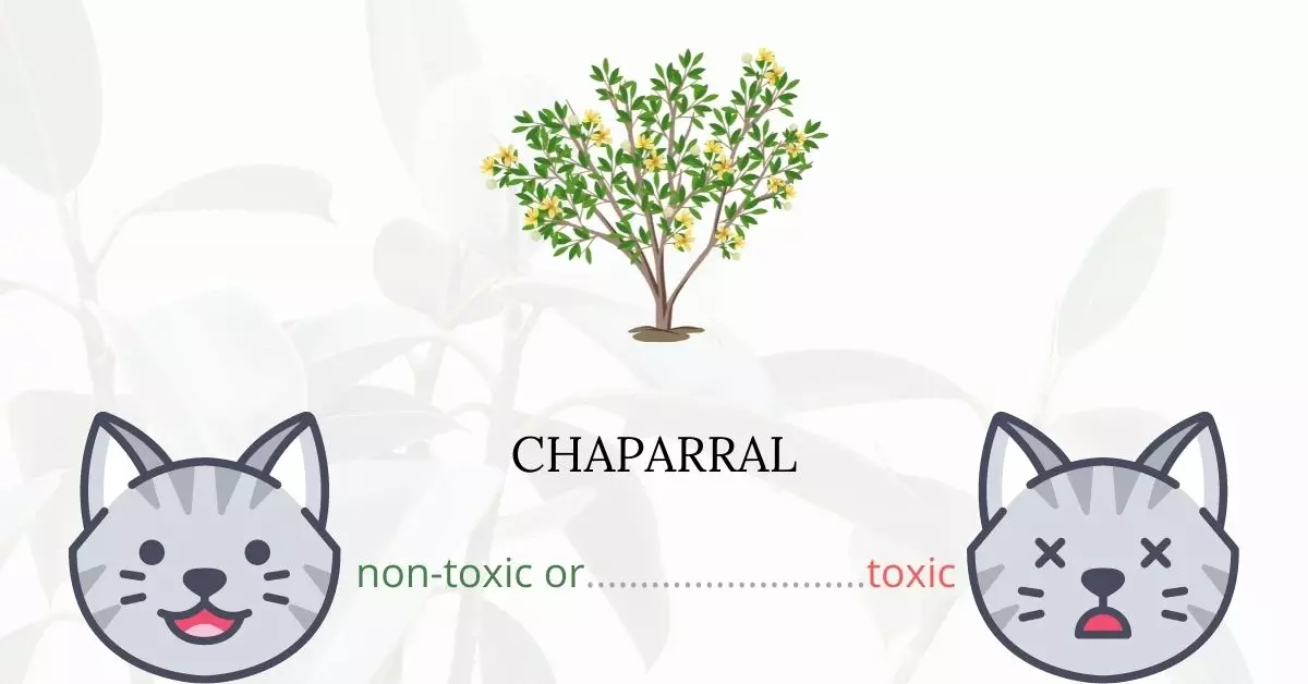 Is Chaparral Toxic For Cats