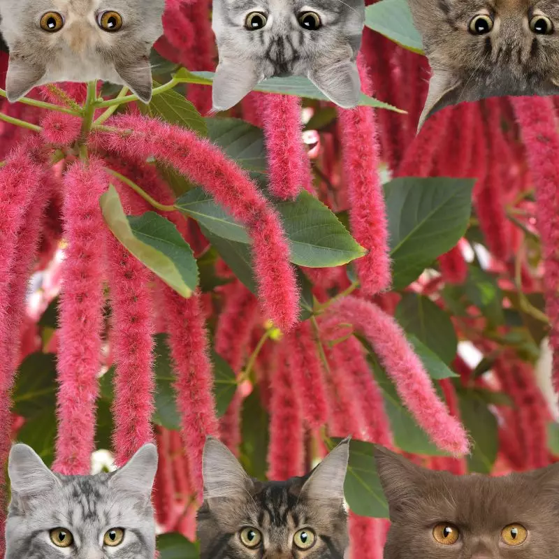 Chenille Plant and cats