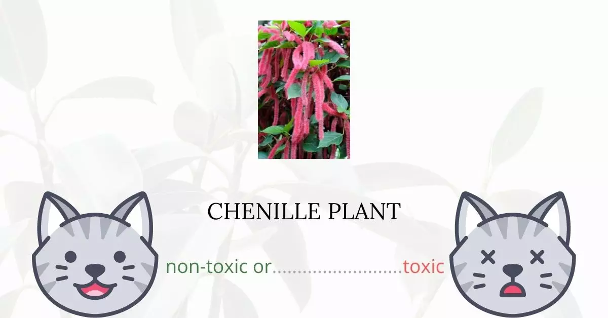 Is Chenille Plant Toxic For Cats