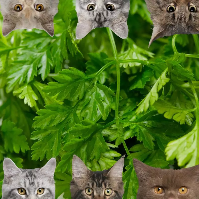 Chervil and cats