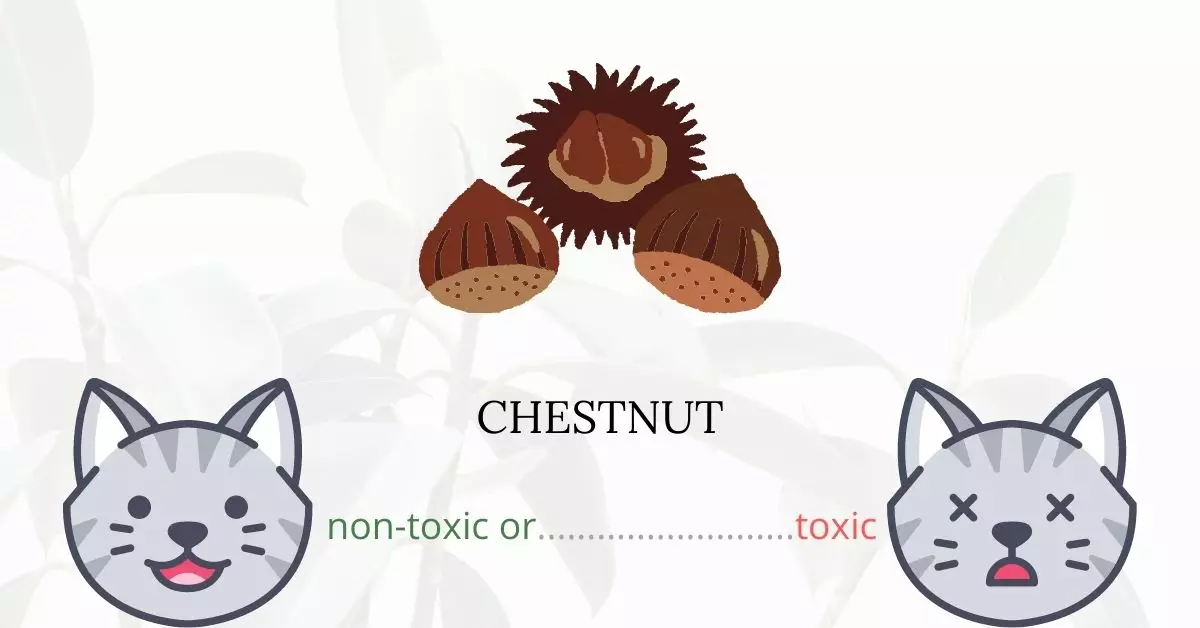 Is Chestnut Toxic For Cats