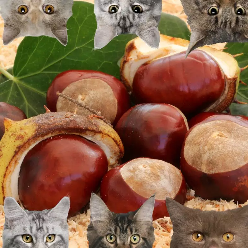 Chestnuts and cats