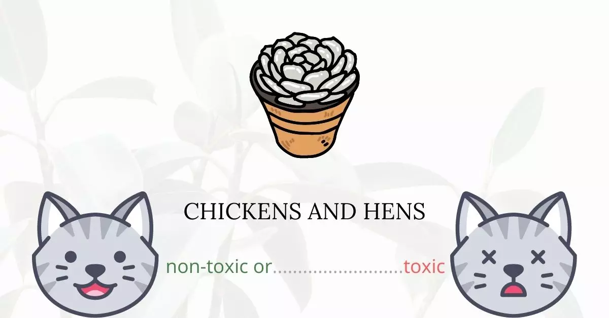 Are Chickens and Hens or Echeveria Elegans Toxic For Cats