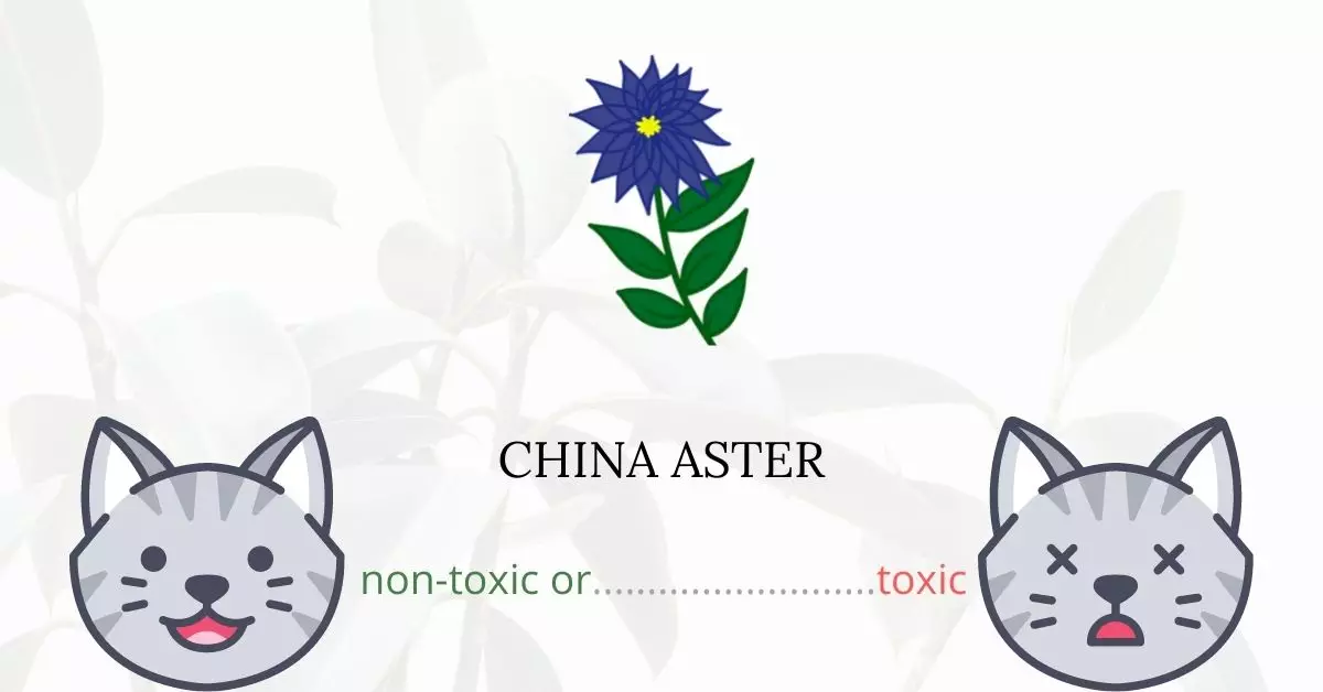 Is China Aster Toxic For Cats