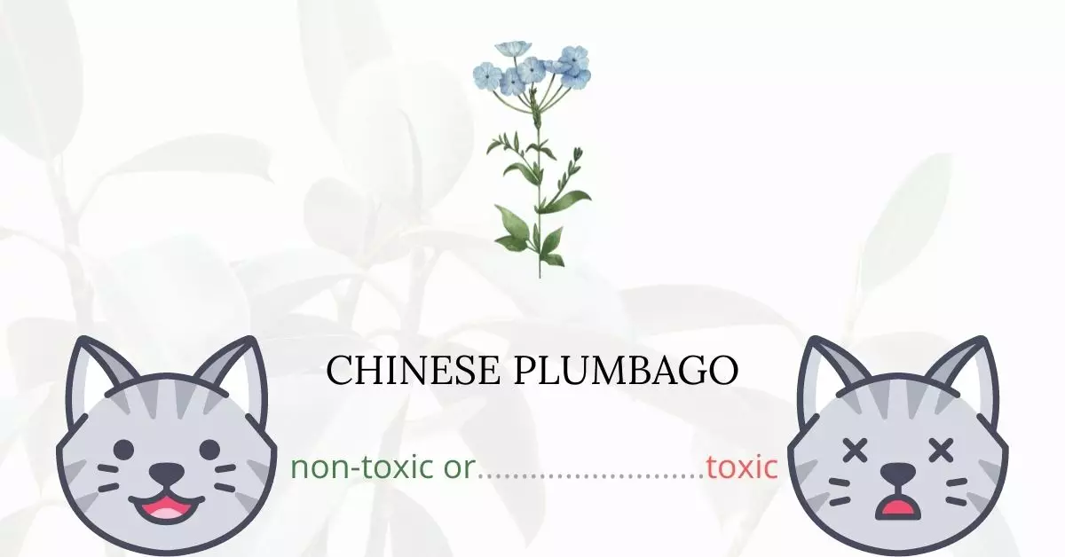 Is Chinese Plumbago Toxic For Cats